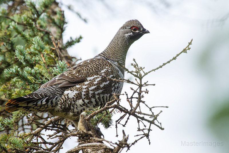 _MG_7570c.jpg - Spruce Grouse (Falcipennis canadensis)